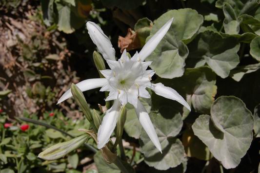 Isola di Favignana Flora e Fauna